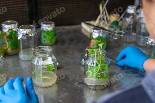 Preview: laboratory jars with plants. Selective focus.