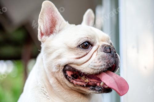 Preview: Cute Chubby French Bulldog Close-Up