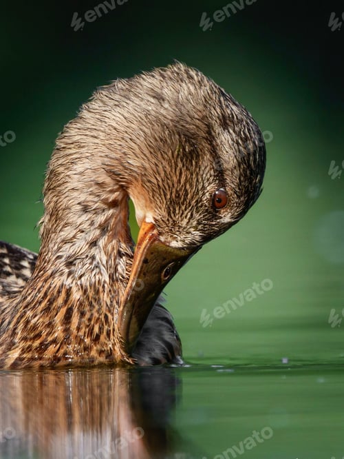 Preview: Portrait of a female mallard in a lake.