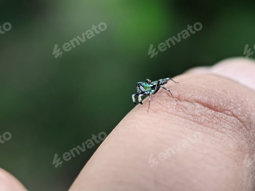 Preview: Small green spider (Cosmophasis) on a someone finger with blur or bokeh background.
