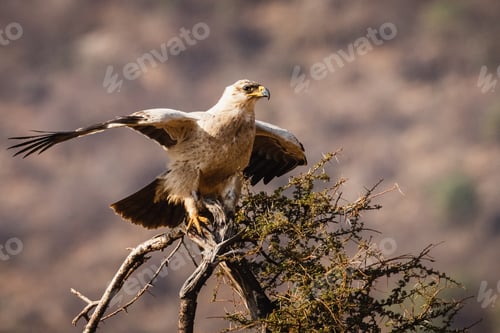 Preview: Tawny eagle - Samburu national reserve, North Kenya