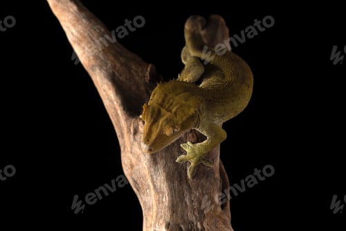 Preview: The crested gecko сute isolated on black background