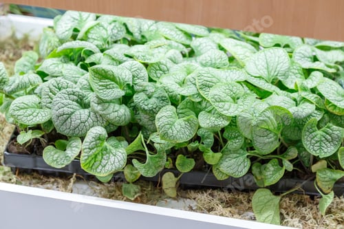 Preview: Growing greens and microgreens at home on a windowsill or in a greenhouse