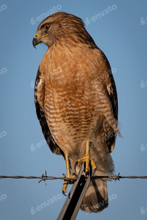 Preview: Red-shouldered hawk 11-29-2022