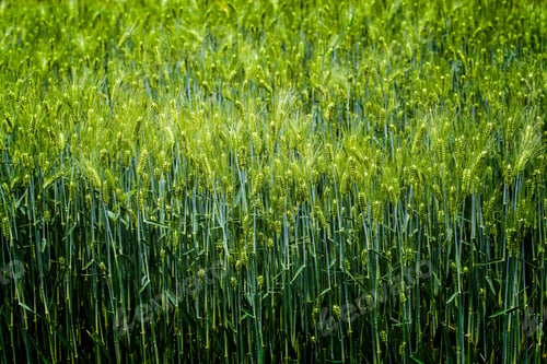 Preview: Barley Field