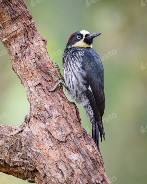 Preview: Acord woodpecker (melanerpes formicivorus) perched on a tree looking to the right