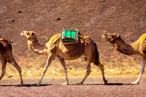 Preview: Camels in Timanfaya park on Lanzarote island