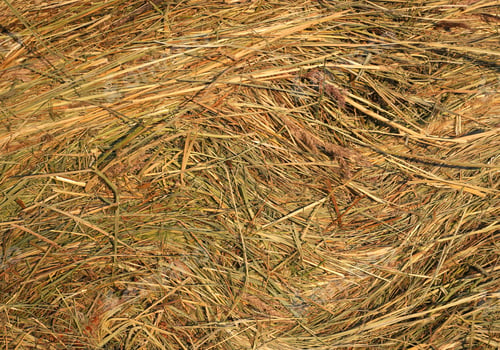 Preview: Close up of hay natural texture