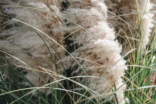 Preview: Close up photo of pampas grass, garden or home decoration concept.