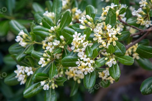 Preview: Pittosporum tobira is a species of sweet-smelling flowering plant in the pittosporum family
