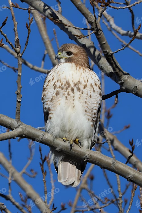 Preview: Juvenile Red-tailed Hawk perched in a tree at Riverdale Park South in Toronto, Ontario