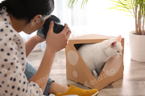 Preview: Professional animal photographer taking picture of beautiful white cat indoors, closeup