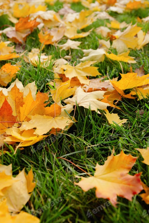 Preview: Fallen Maple Leaves On Green Grass In Autumn