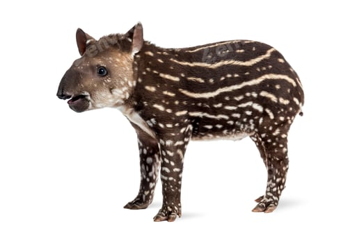 Preview: Side view of a young South american tapir, isolated on white, 41 days old