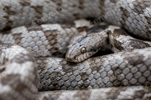 Preview: A detail shot of European Cat snake (Telescopus fallax) or Soosan Snake, on the island of Malta.