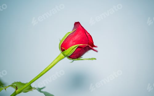 Preview: Red Rose