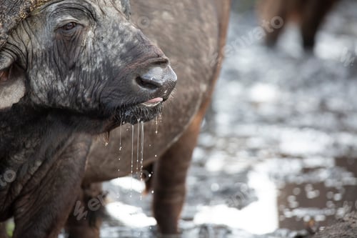 Preview: A buffalo, Syncerus caffer, drink water, water drips from its mouth, looking out of frame