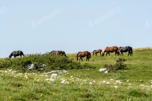 Preview: Free-roaming horses on green pasture on Velebit mountain in Croatia