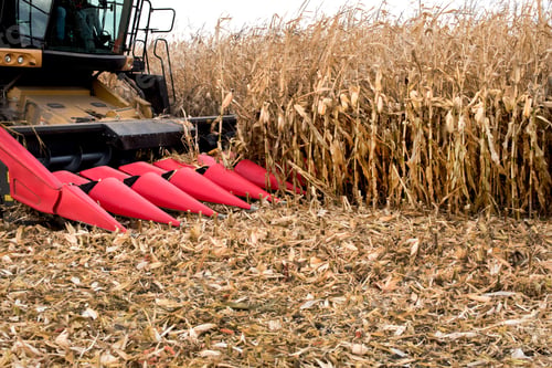 Preview: close up of combine red harvester working in a corn field during harvest