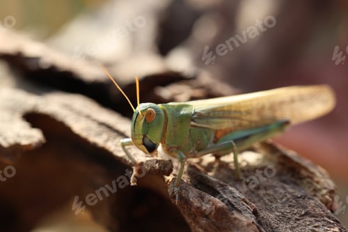 Preview: One locust on snag against blurred background, closeup. Space for text