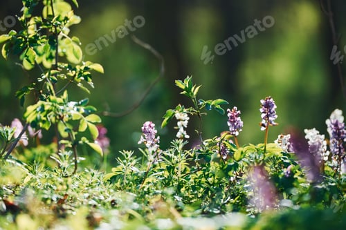 Preview: Close up view of spring plants outdoors at daytime. Bright sunlight