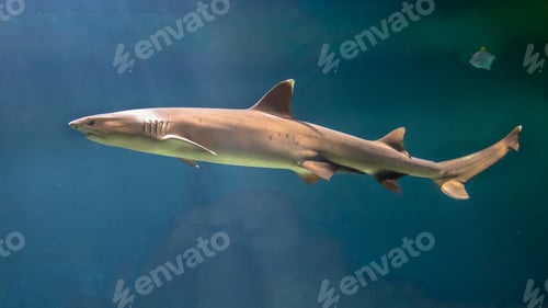 Preview: White tip reef shark swimming