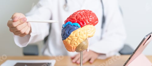 Preview: doctor with human Brain anatomy model and tablet.