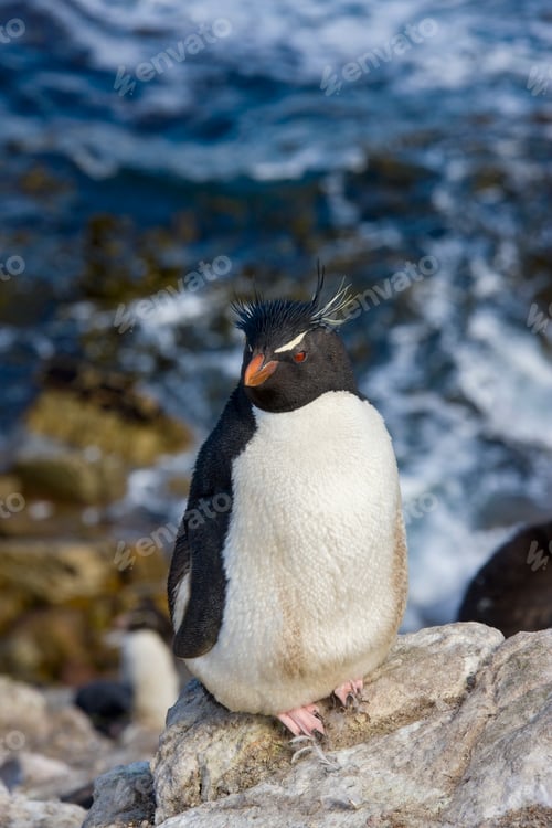 Preview: Rockhopper Penguin on Pebble Island in The Falkland Islands
