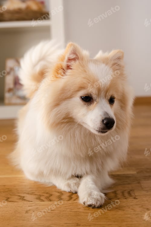 Preview: A dog of the Pomeranian dog breed lies on the floor, background