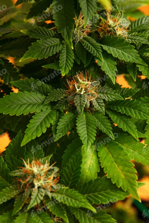 Preview: Macro a cannabis flower with the formula THC CBD CBN, CBD Chemical Formula. Concept of herbal