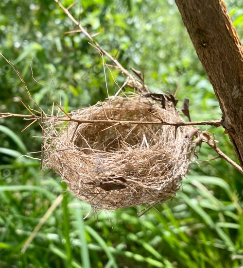 Preview: Birds nest