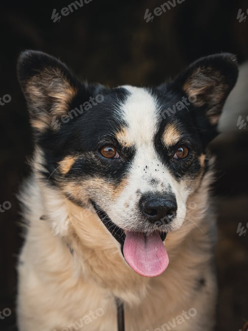 Preview: Close up portrait of dog with tongue hanging out