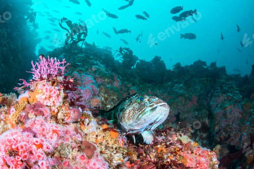 Preview: Strawberry Anemones and Lingcod on California Reef