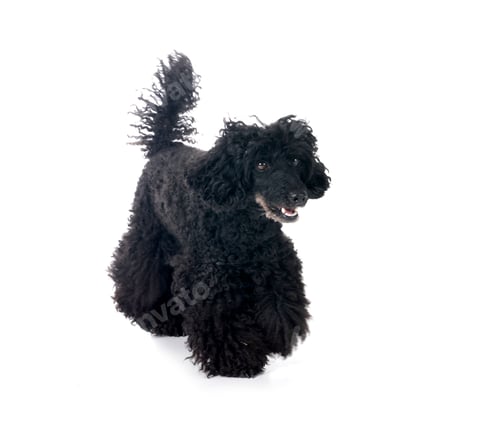 Preview: poodle in studio