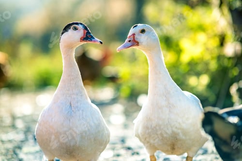 Preview: Ducks feed on traditional rural barnyard. Detail of a duck head. Close up of waterbird standing on