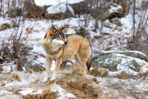 Preview: One scared wolf in the forest in early winter