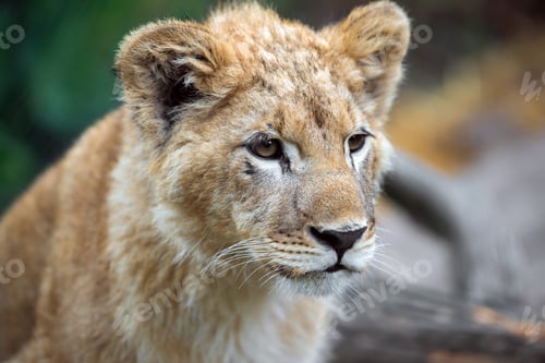 Preview: Young lion cub in the wild portrait