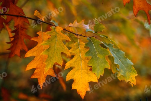 Preview: Close-up of oak leaves shifting from green to gold and orange on a single branch