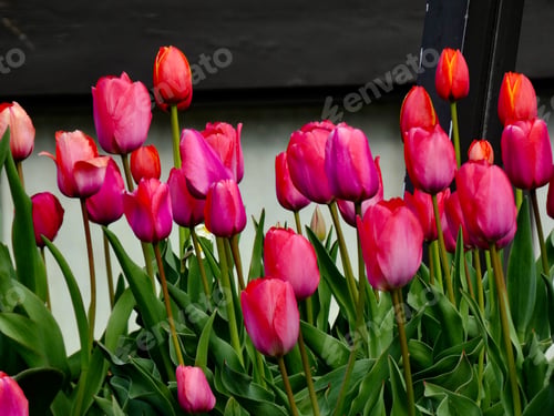 Preview: Tulips