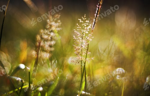 Preview: Close up view of nature in morning light moment