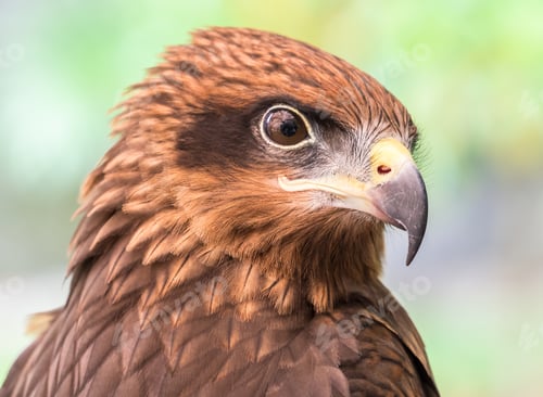 Preview: Eagle