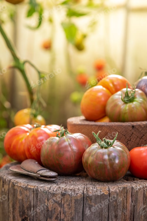 Preview: Tomatoes in greenhouse from bio farming on stump.
