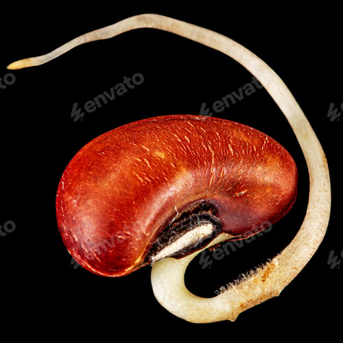 Preview: Germinated seed, young sprout, isolated on black background