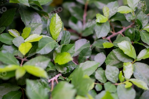 Preview: Close-up of green leaves with natural texture
