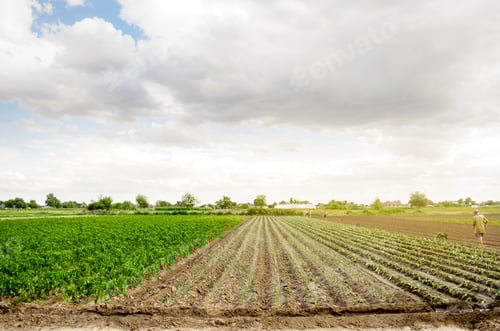 Visualização: trabalhadores no campo. Plantar mudas de repolho