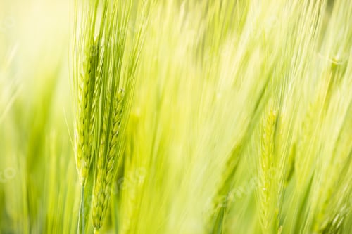 Preview: Closeup of green wheat stalks in the wind, outdoors