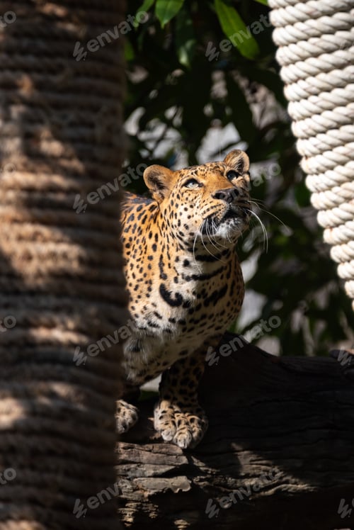 Preview: Beautiful adult leopard sitting near water lake in open and dense forest looking away