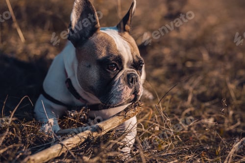 Preview: French Bulldog Portrait