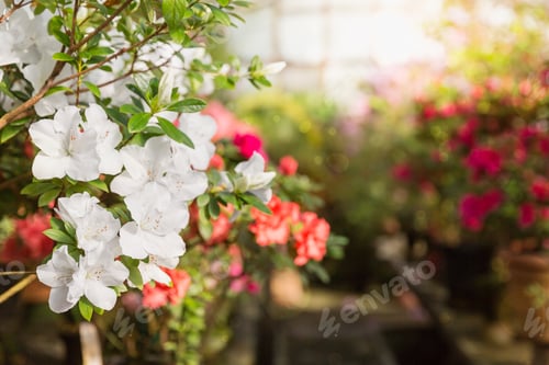 Preview: Flowering of Colourful Azaleas in Flower Pots in greenhouse