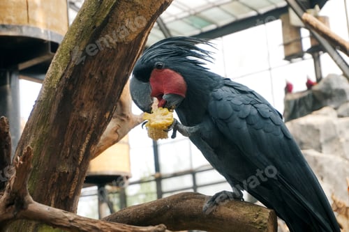 Preview: Black Palm Cockatoo Stand on Tree Branch While Eating Corn
